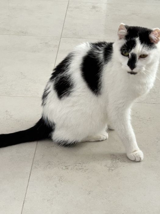 Marcel - poleca się do adopcji