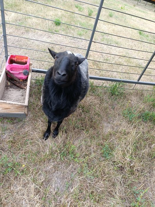 Продам барана романівська порода