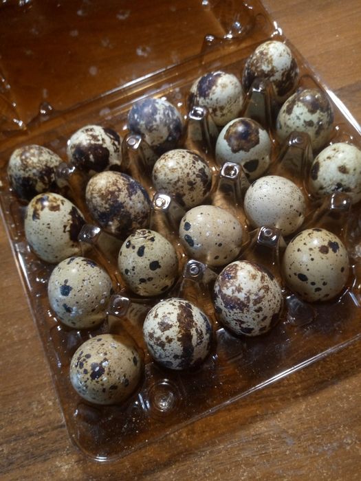 Продам перепелині яйця