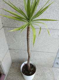 Yucas, planta de jardim tropical