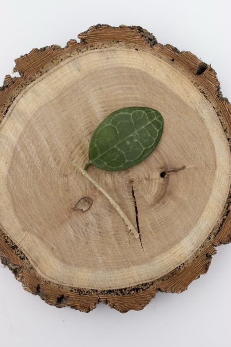 Хойя, Hoya Elliptica Splash, Krimson Queen