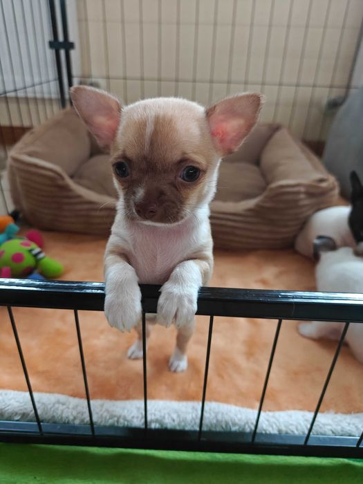Chihuahua krótkowłosa