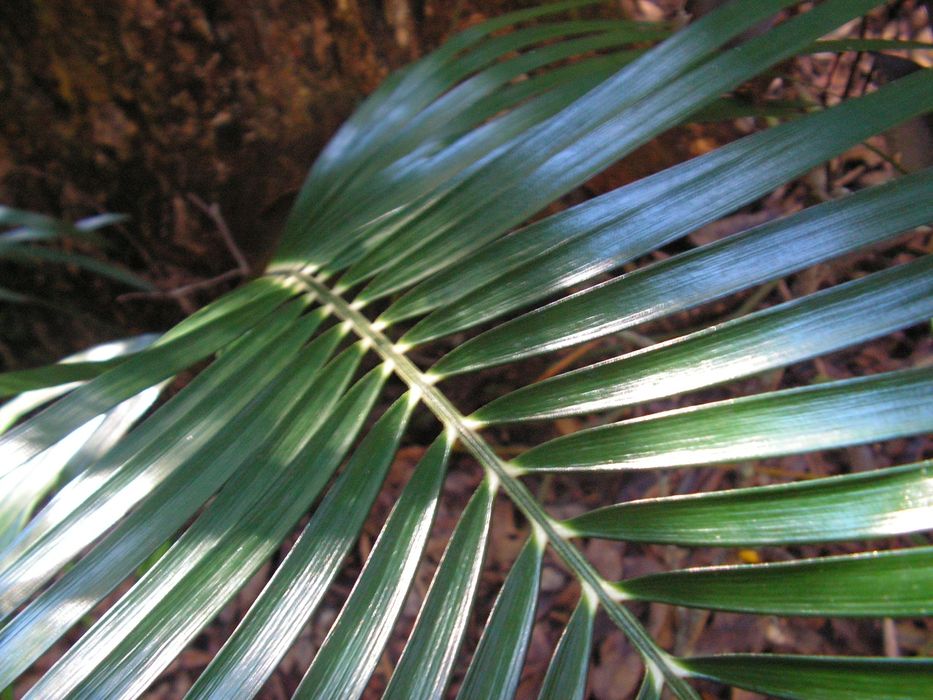 Macrozamia miquelii