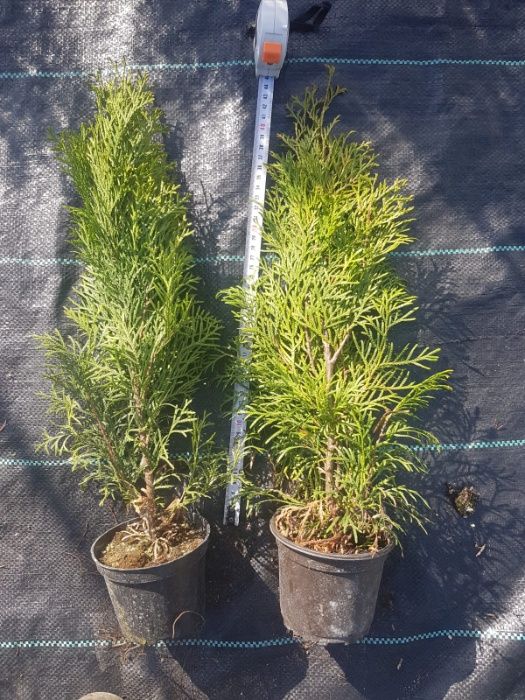 Tuje Tuja Szmaragd 40-60cm Thuja Smaragd Producent