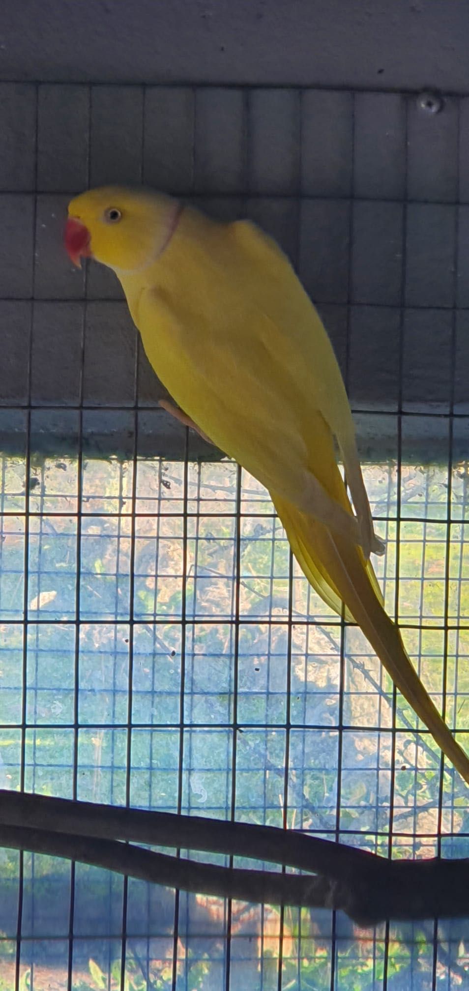 Lote de Ring Neck