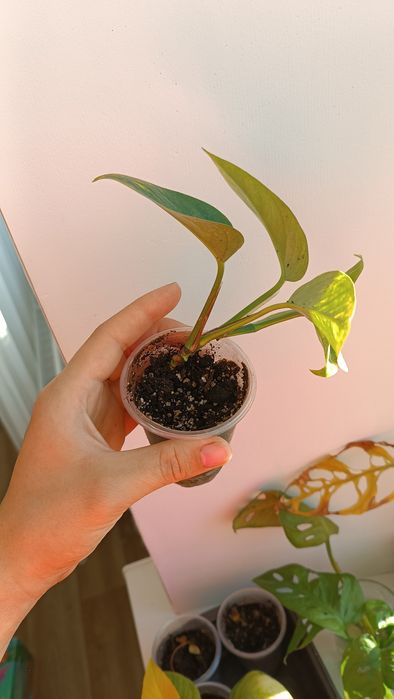 Епіпремнум золотистий