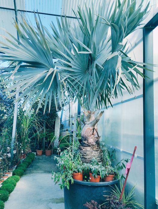 Estonteante palmeira azul, Bismarckia nobilis