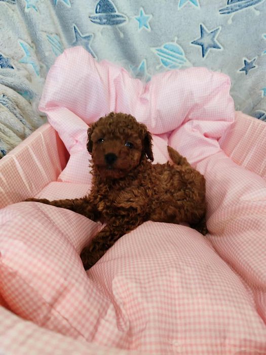 Pudel Toy chłopczyk chiński