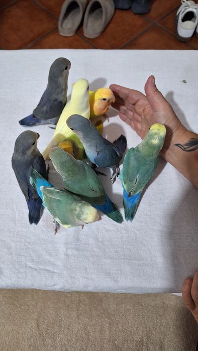 Agapornis Domesticados