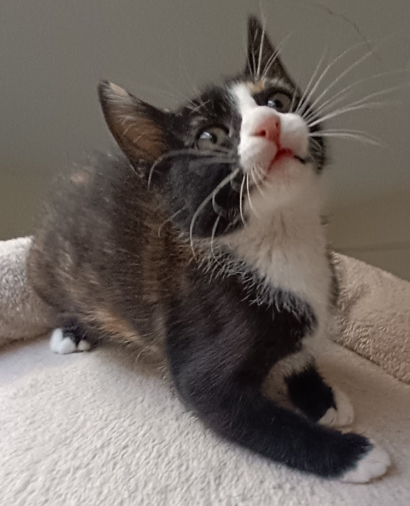 Gatinha para adoção em Viseu