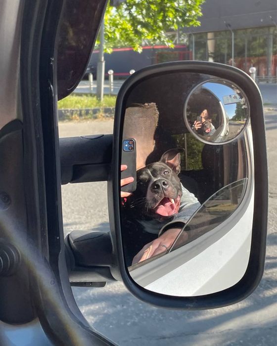 Пітбуль хлопчик шукає дім