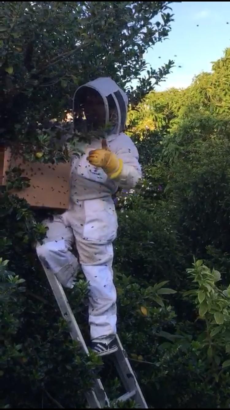 Recolho ou retiro enxames de abelhas na zona de Paredes e Penafiel.