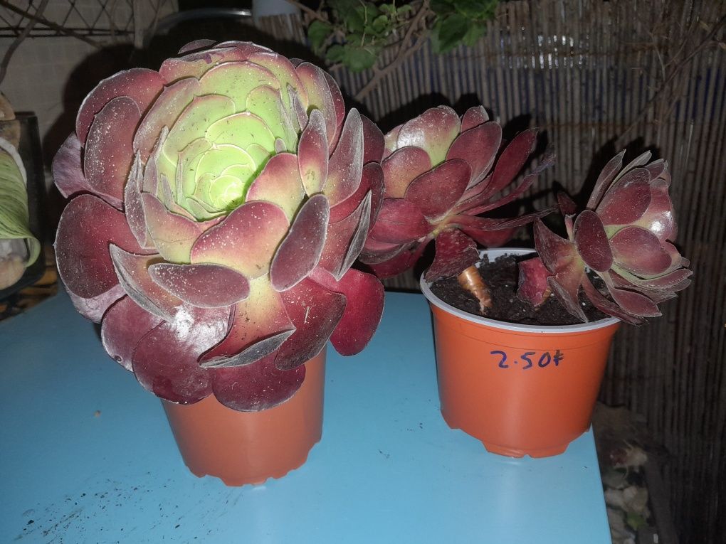 Suculentas Aeonium Negro
