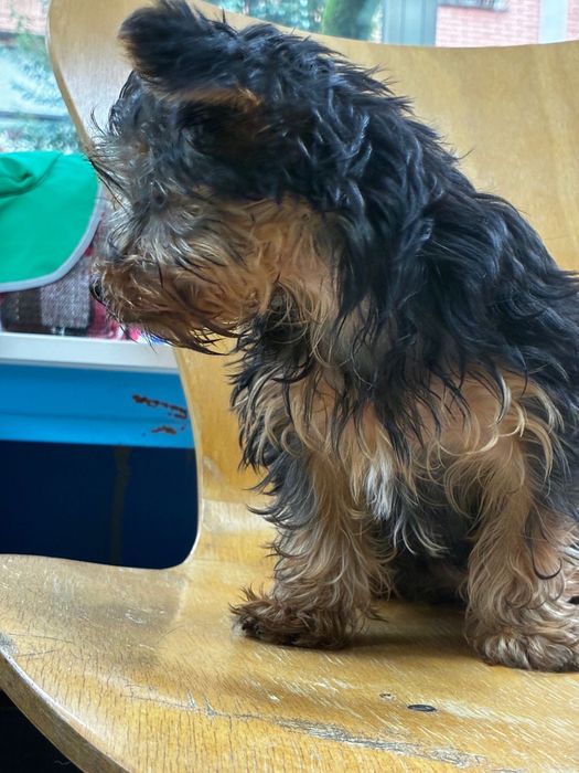 Yorkshire Terrier Toy mini