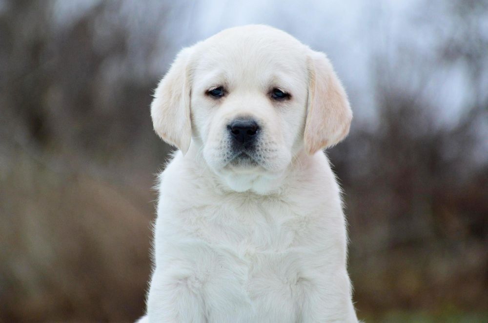 Яскравий хлопчик лабрадор ретривер!