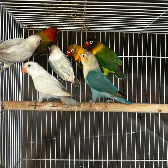 Agapornis Fischeris e personatus