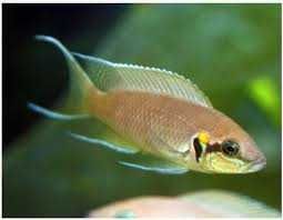 księżniczka z burundi SKLEP ŻYRAFA