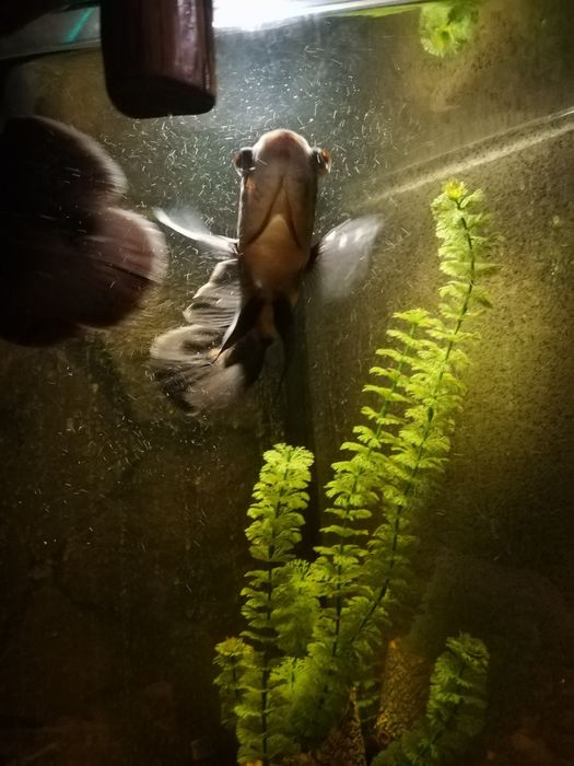 Акваріум 80 літрів