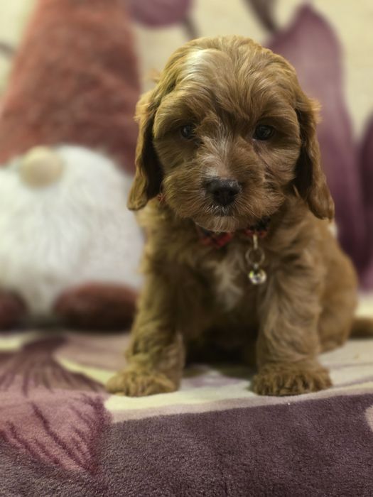 Cavapoo f1 piesek szczenię do odbioru z metryką