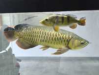 Arowana Highback Golden F2