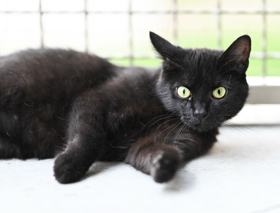 Przesłodka pieszczoszka szuka domu tymczasowego lub stałego, łagodna