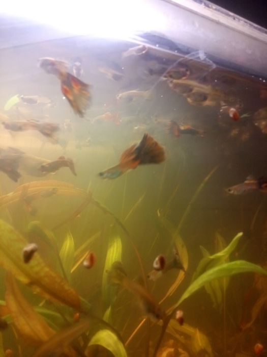 Гупачки, аквариумные рыбки.