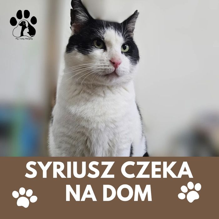 Towarzyski kocurek do adopcji