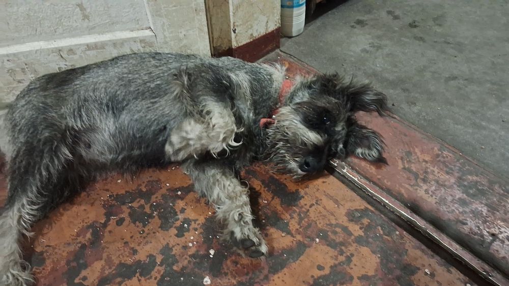 Миттельшнауцер 1,5 года