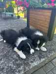 Szczeniak Border Collie
