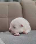 Samoyed samojed suczka rezerwacja!