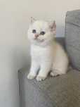 British shorthair