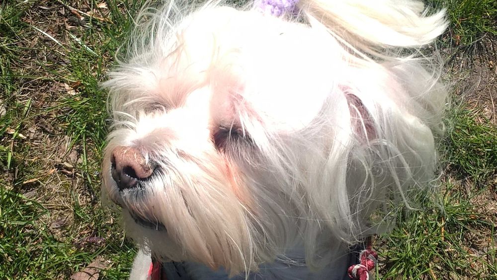 Dyplomowany Behawiorysta - Zoopsycholog dla Twojego psa, Trener psów