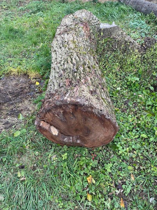 Na sprzedaż: Pień 100-letniego orzecha włoskiego