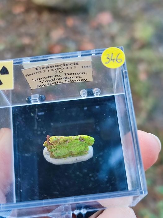 Minerał do kolekcji uranowy uranicircit UV