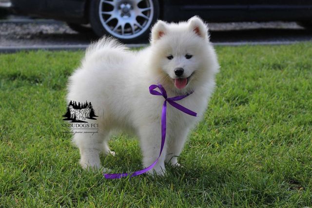 Piesek samoyed ZKwP FCI. Wyjątkowy maluch. Samojed