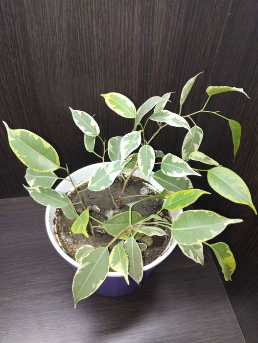 Фікус, два сорти