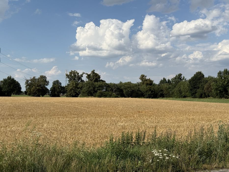 Działka budowlano-usługowa 1ha, Krzyżowice