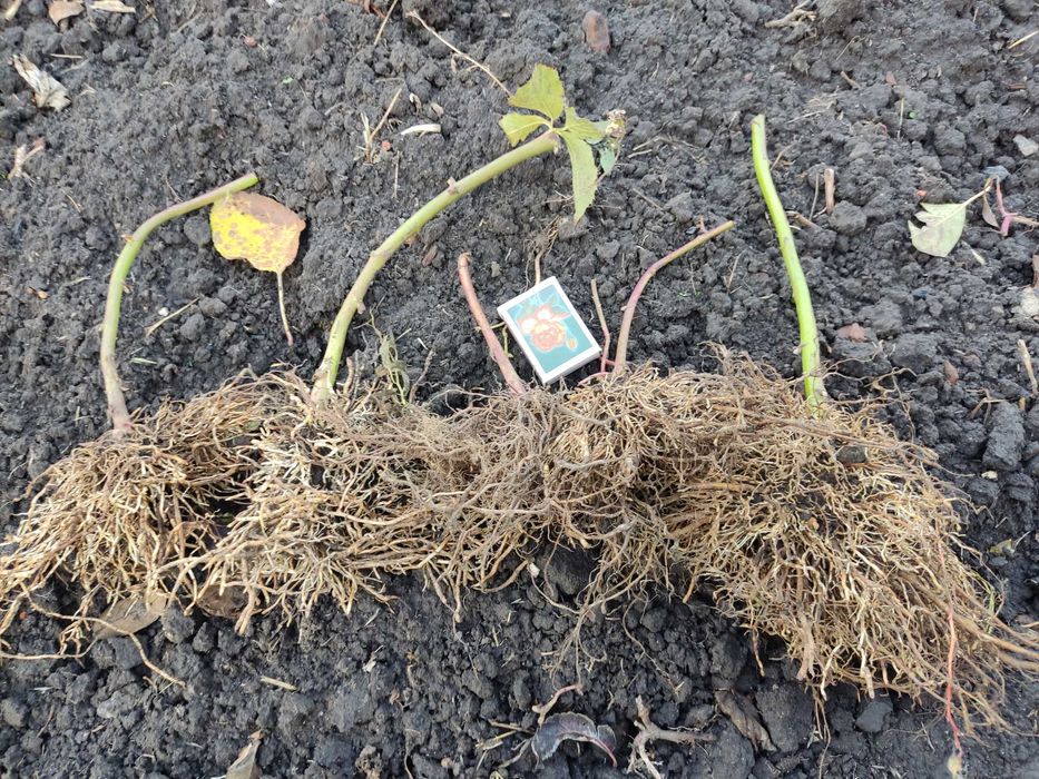 Продам ежевику Тройная корона, Аушито, Блек джем и Блек меджик.