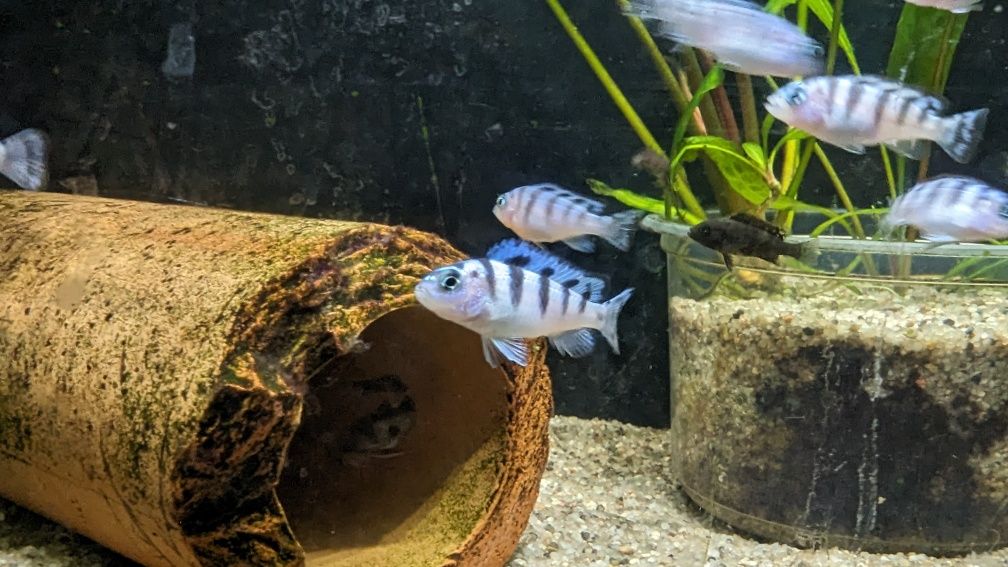 Metriaclima Lombardoi 3-4cm
