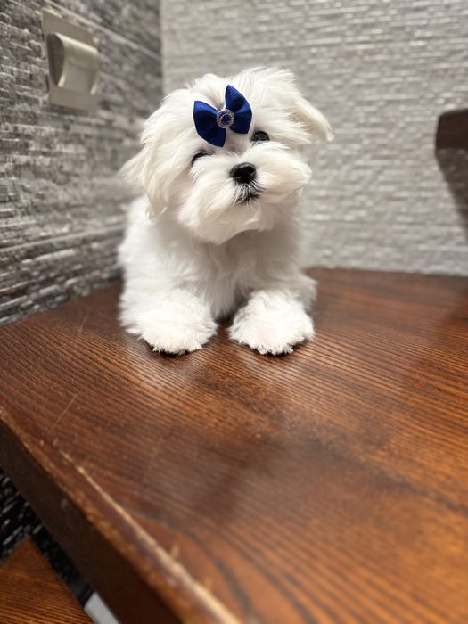 Piesek maltańczyk z rodowodem ZKwP