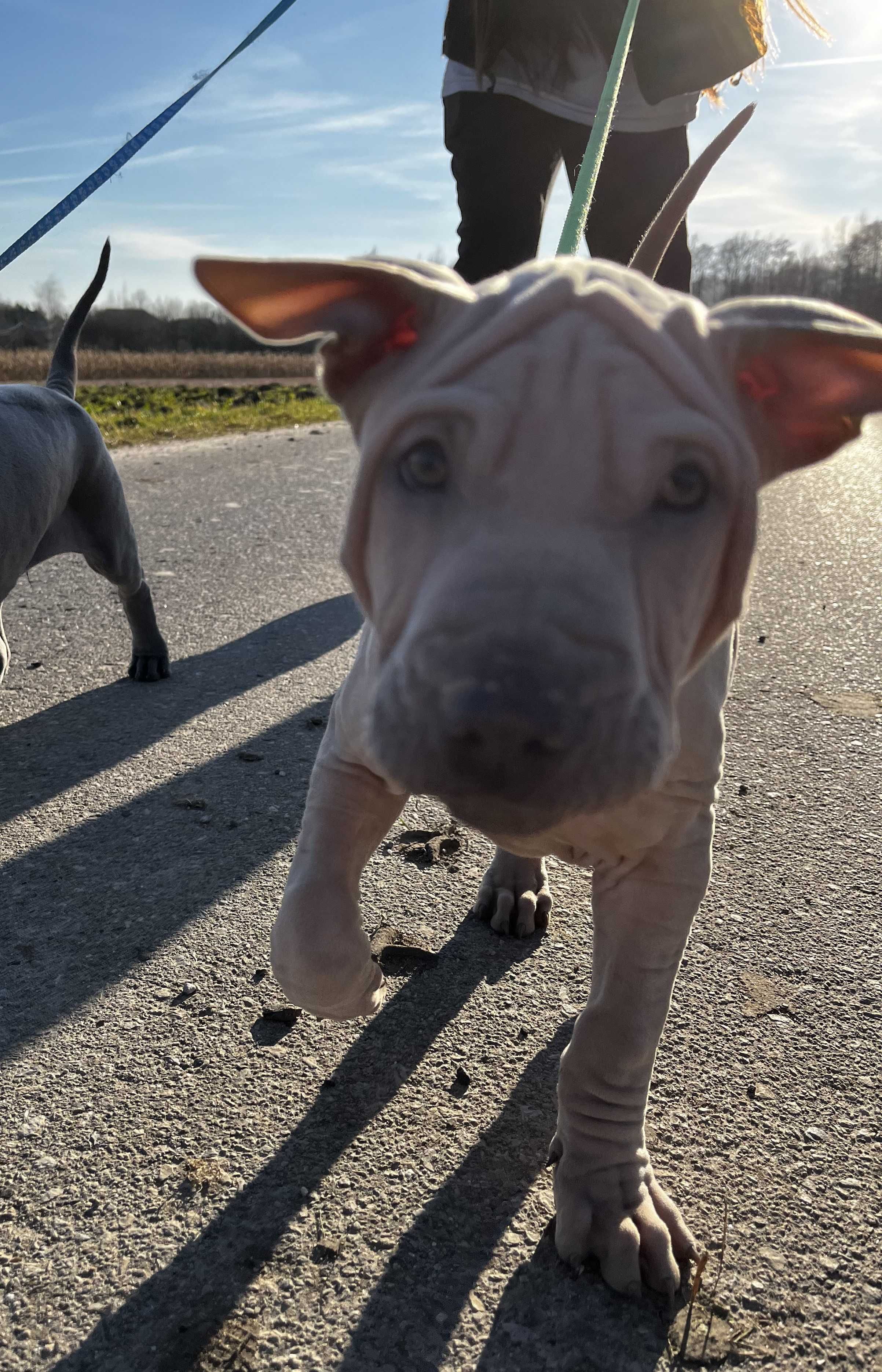 Thai Ridgeback Dog szczenię