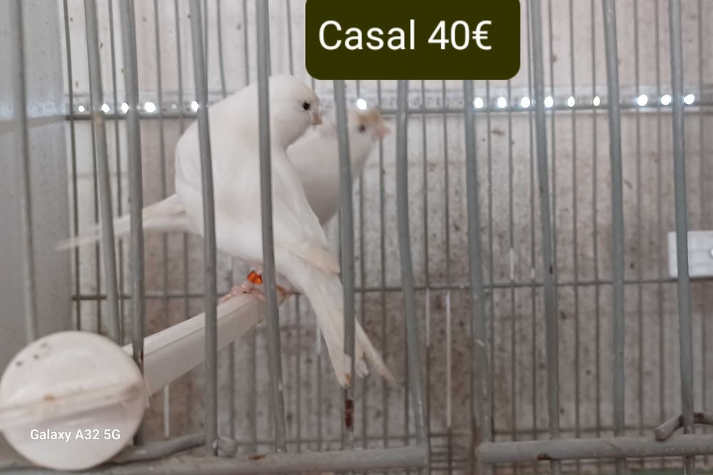 Casal de Canários