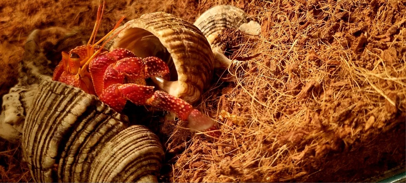 Krab pustelnik czerwony (Coenobita perlatus strawberry)