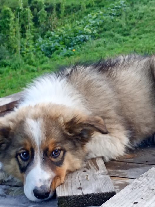 Border collie z rodowodem