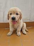 Golden Retriever com LOP