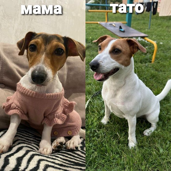 Цуценята Джек рассел терʼєр.