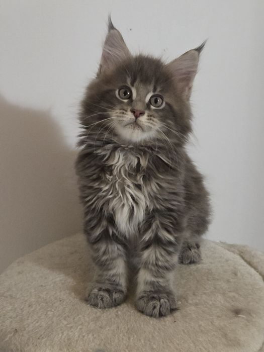 Kocurek Maine Coon, FPL