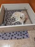 Husky Siberiano Lop 'Dreamersoul'