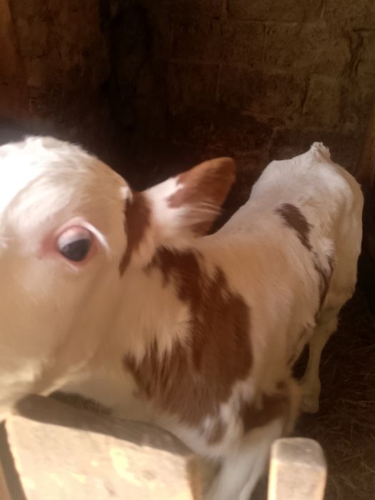 Продам бичка на місяць три рози п'є молоко їсьть сіно .