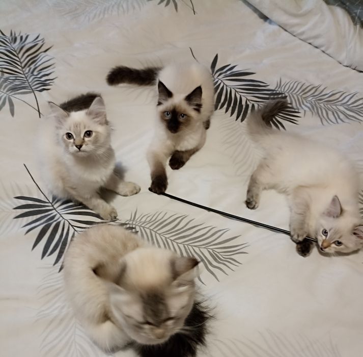 Котики Невська Маскарадна